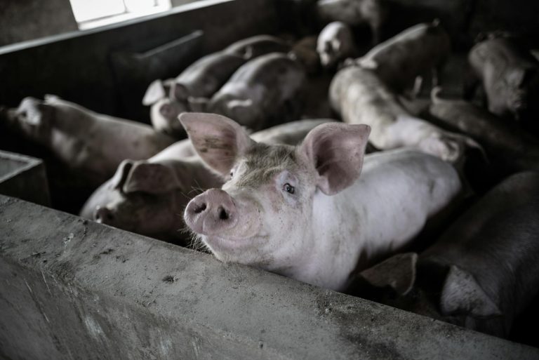 A close-up view of several pigs in a rural barn, highlighting farm life and livestock management.