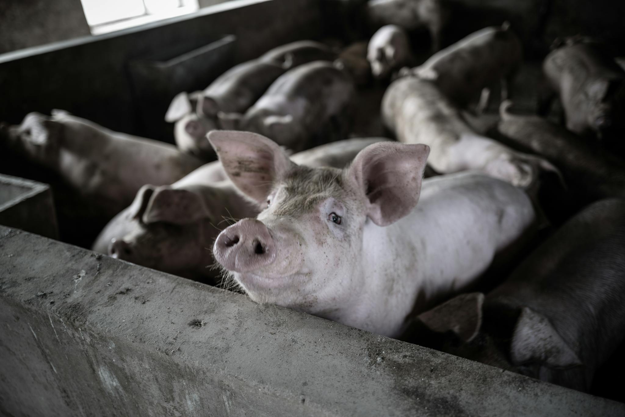 A close-up view of several pigs in a rural barn, highlighting farm life and livestock management.